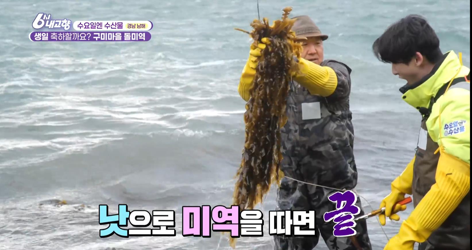 바다에서 채취중인 6시내고향 구미마을 돌미역