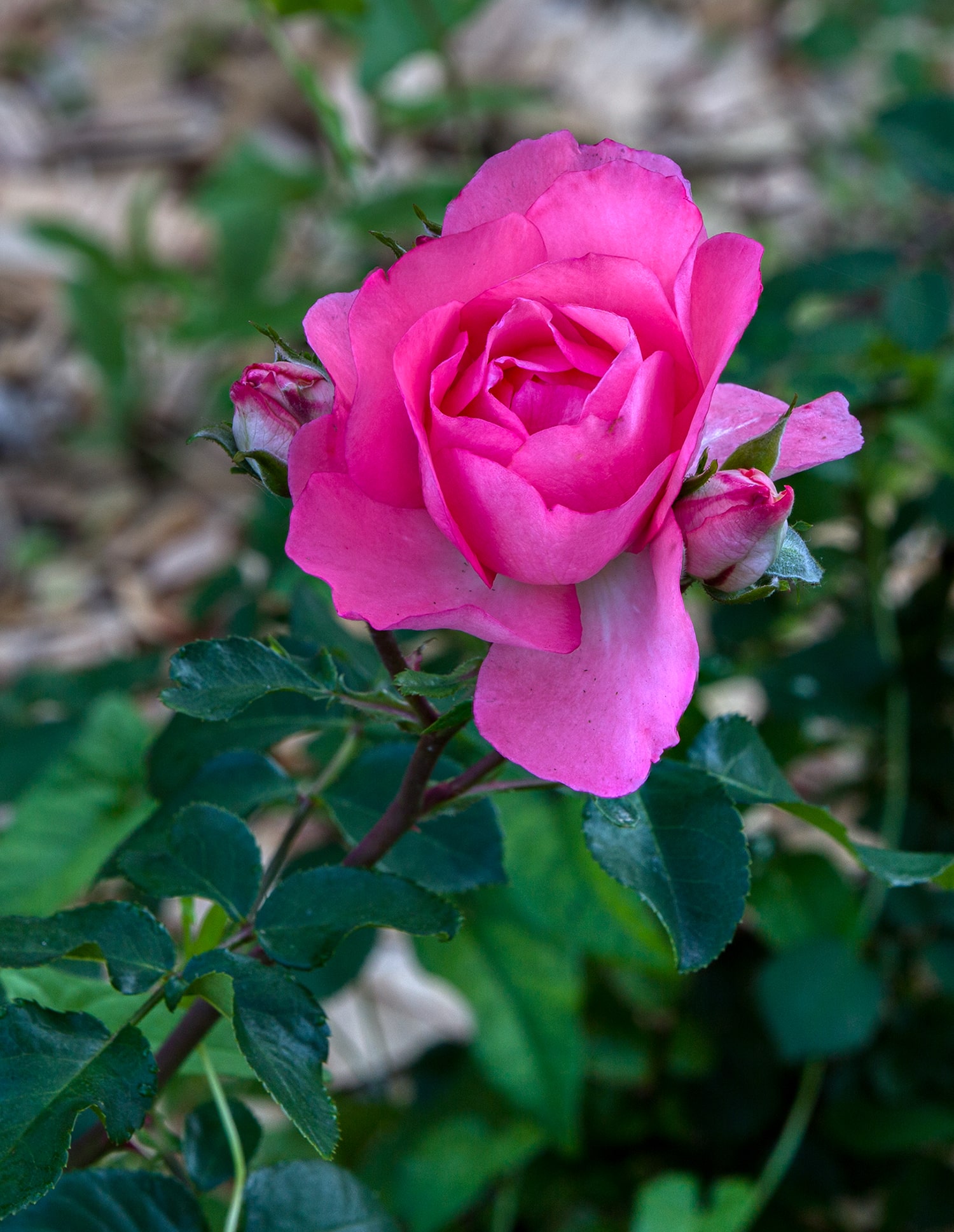 올림픽공원 장미축제 - 33