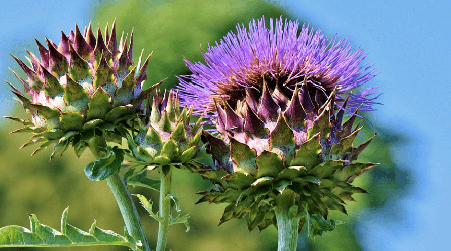 요산 수치 낮추는 음식 아티초크