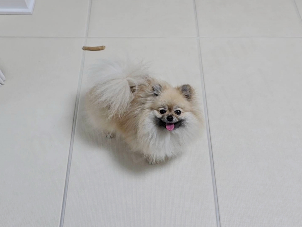 강아지 분리불안