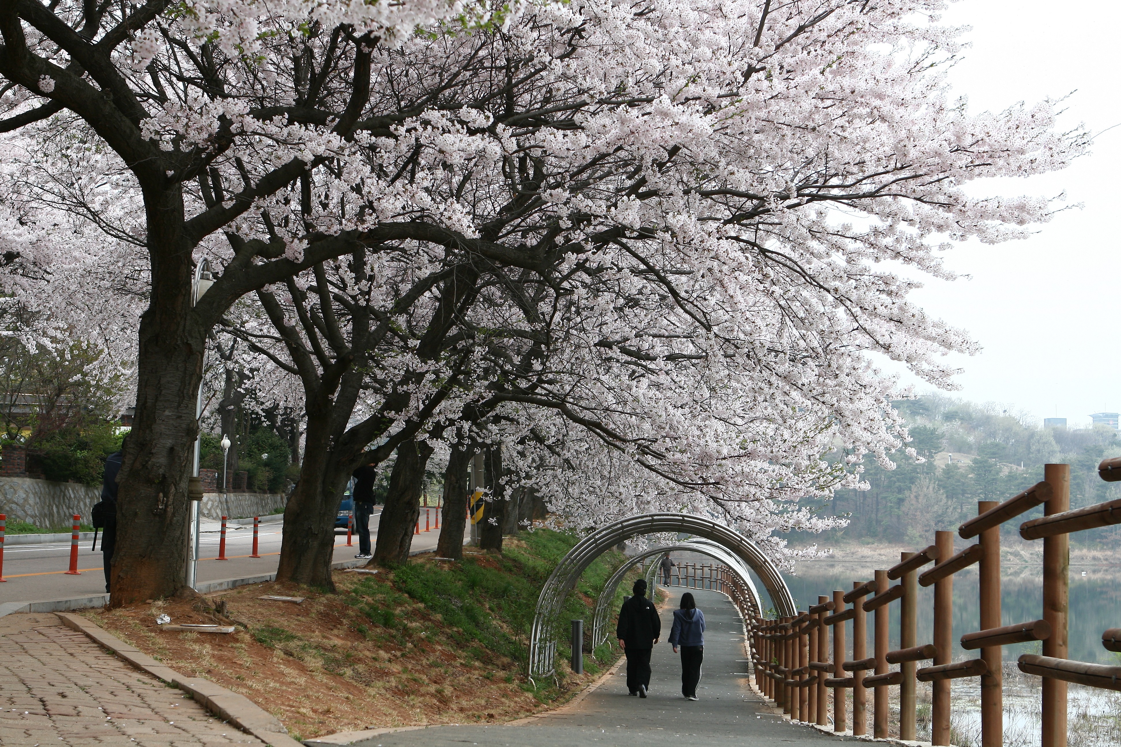 은파호수공원 벚꽃 산책로 모습