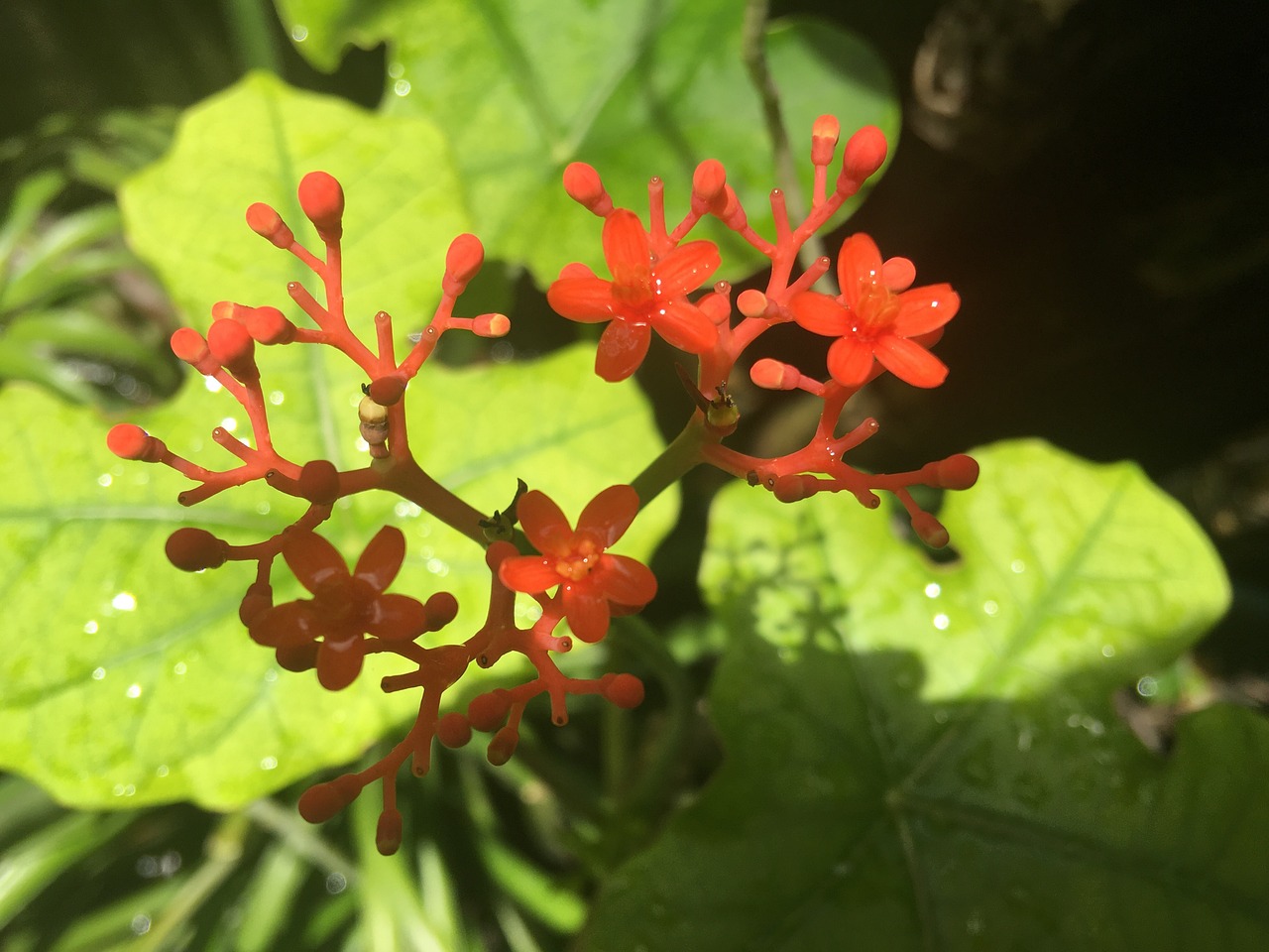 약용 식물 인삼의 특징과 효능