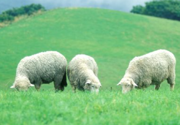 대관령 양떼목장