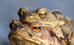 개구리를 밟은 꿈해몽