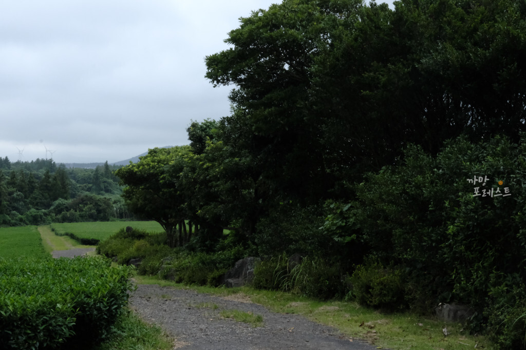 성읍 녹차 동굴 위치