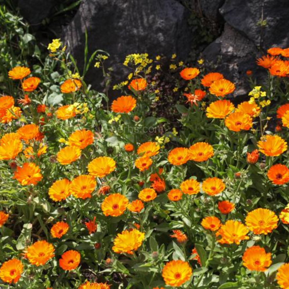 밭에서 자라고 있는 카렌듈라