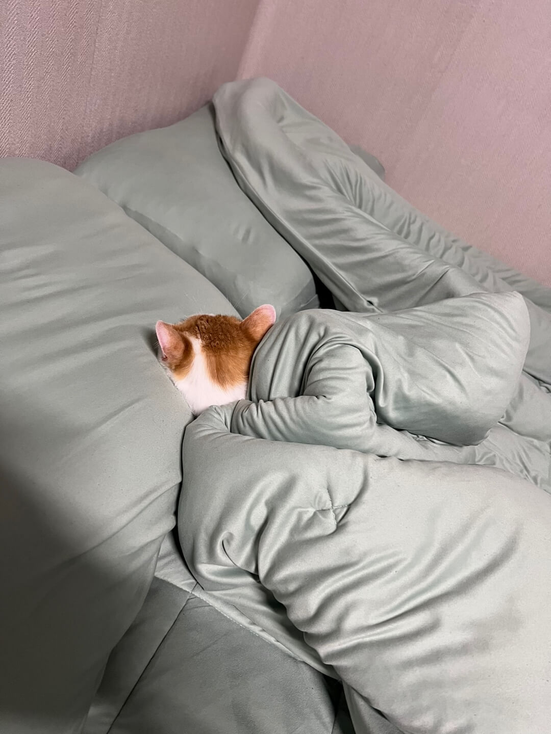 이불 속에서 자는 사진