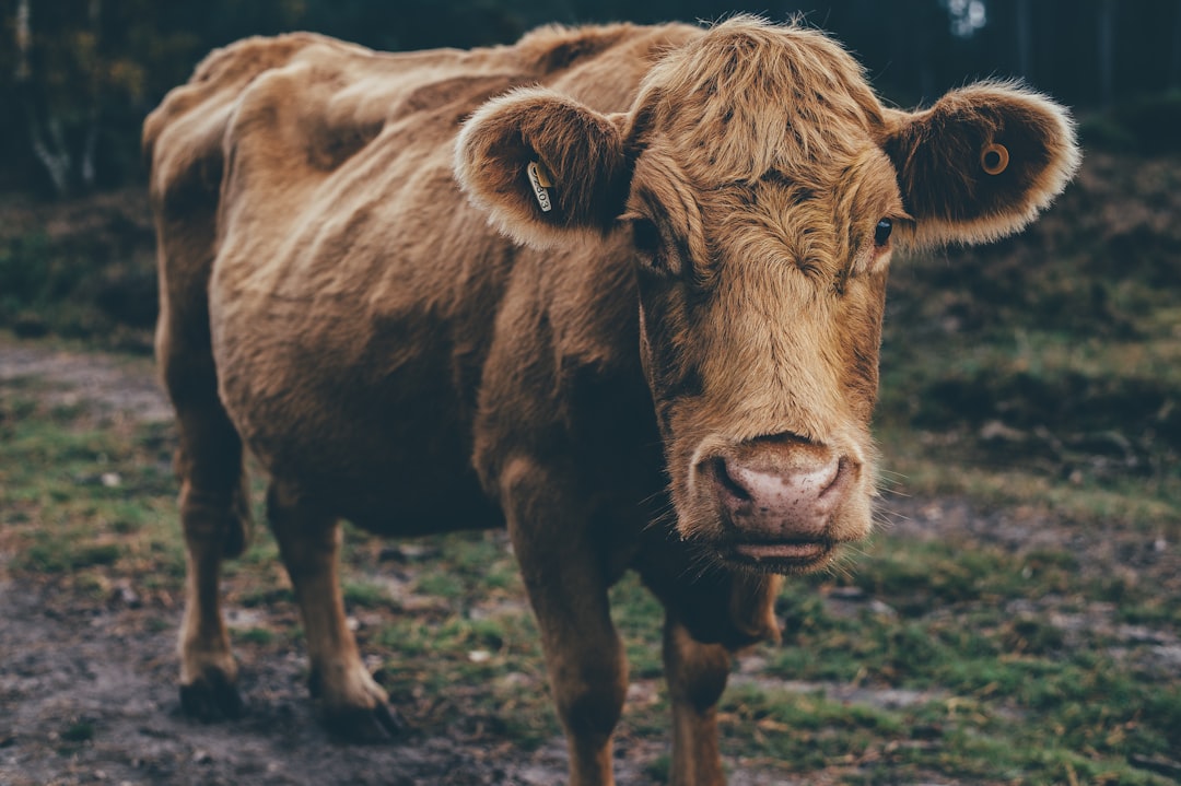 Livestock
