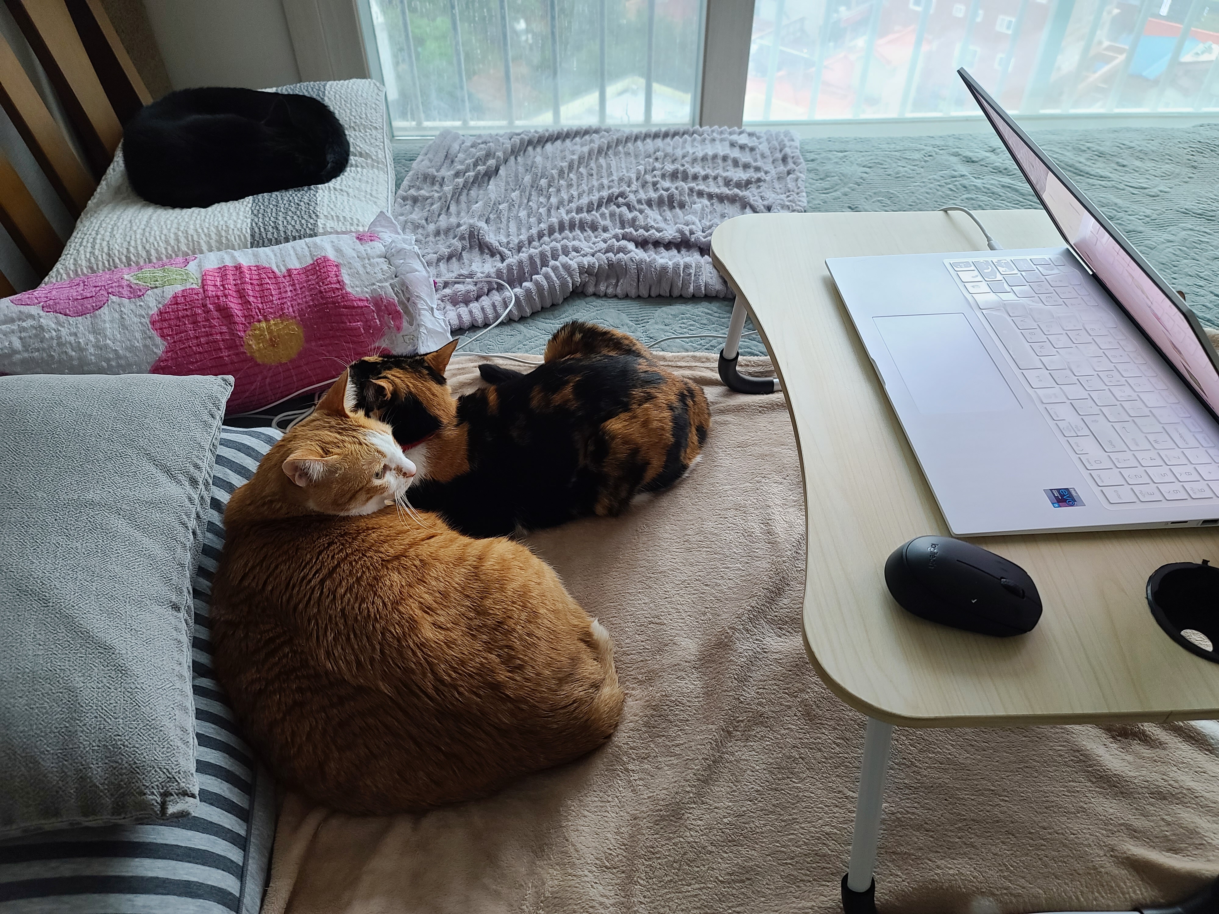 잠시 자리를 비웠던 집사..