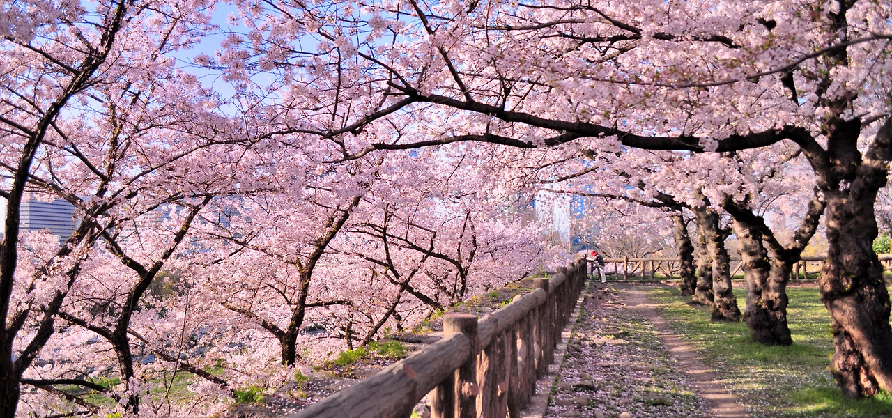 2024 벚꽃 개화 시기 벚꽃 꽃봉오리 만개 개화 절정 진해 군항제 벚꽃 축제