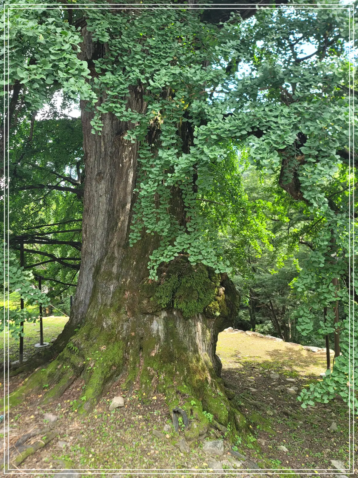 용문사-20250808_135934