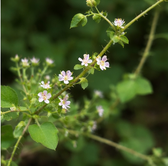 머느리배꼽(Persicaria perfoliata)