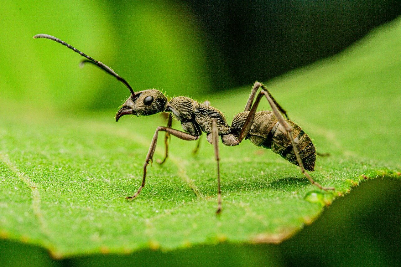 마이크로 네이션의 정의