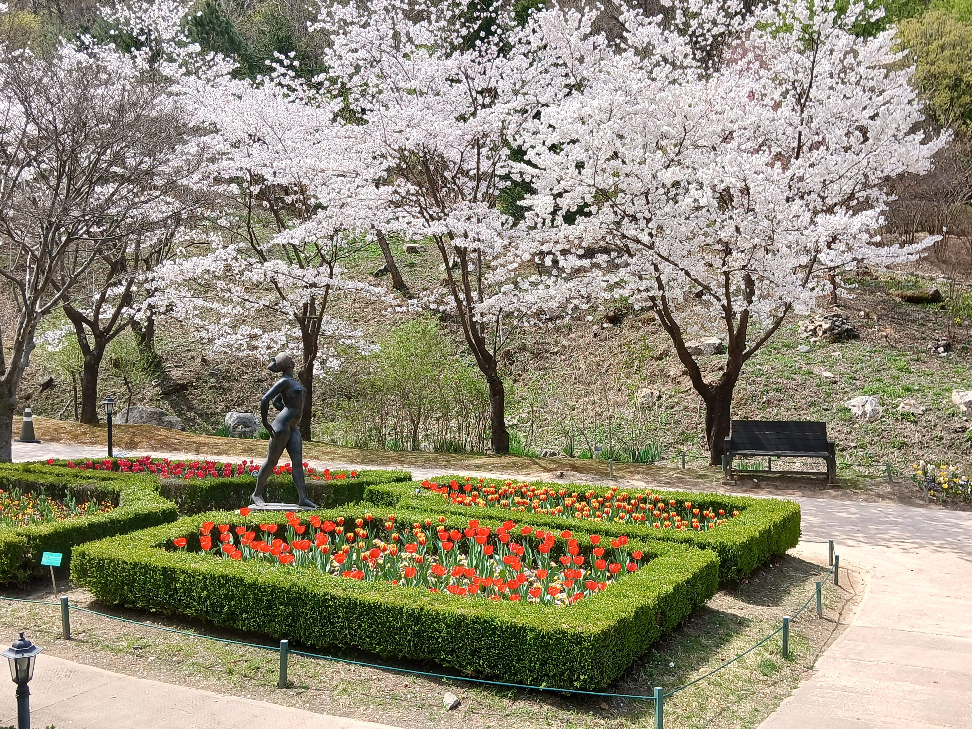 제이드가든 튤립 정원과 벚꽃