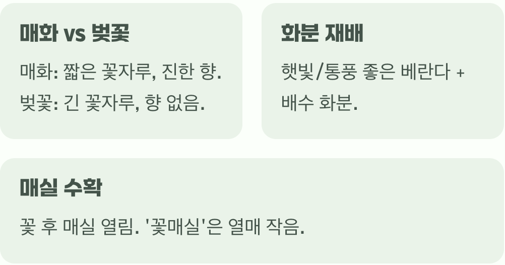 초보 정원사 필독! 매화 키우기 A to Z (묘목 심기, 물주기, 가지치기 총정리)