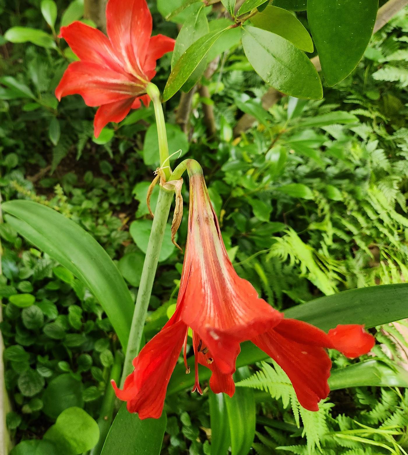 아마릴리스 Amaryllis