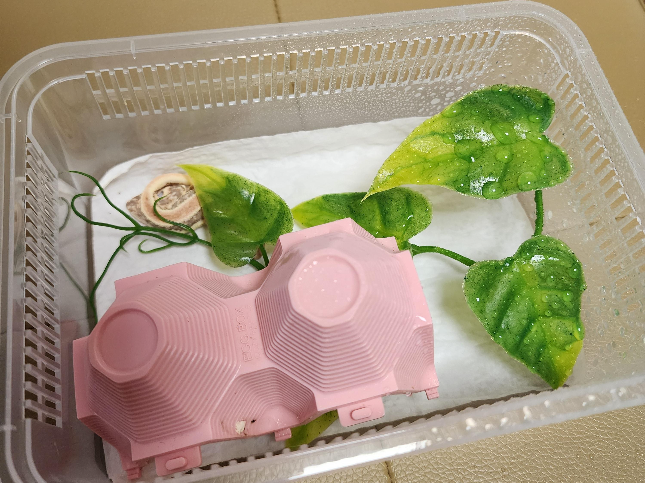 크레-사육장-습도조절-분무하는-방법