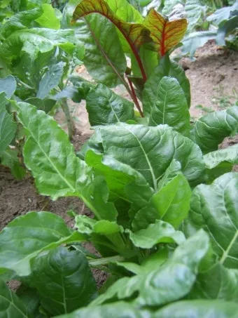 근대 재배 잎 따기 간격 유지 연속 수확_4