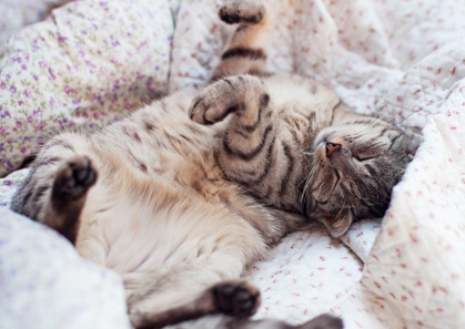 배를 내밀고 자는 고양이 사진.