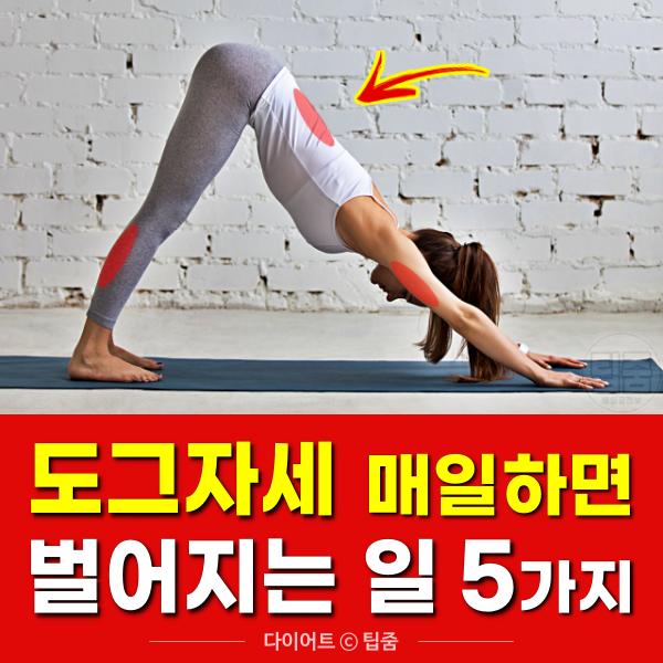 요가 도그자세 효과 5, 다이어트, 건강, 팁줌