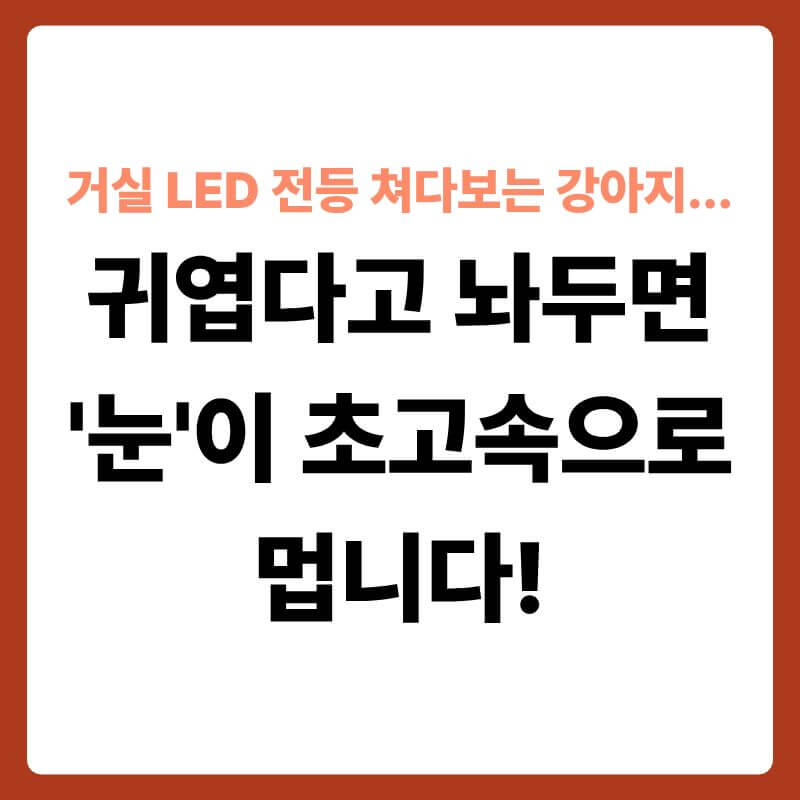 천장의 환한 LED 조명을 올려다보고 있는 강아지의 모습 옆으로, 눈의 구조와 조명 광선 파장이 투명한 3D 과학 그래픽으로 확대된 단면