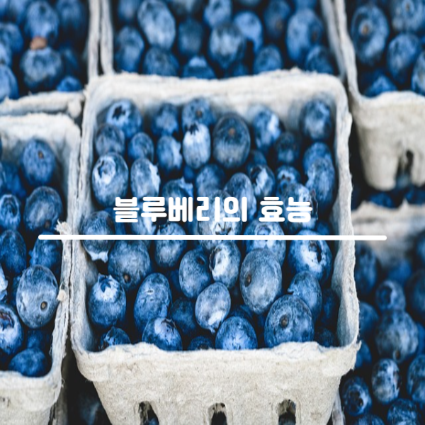 블루베리 효능