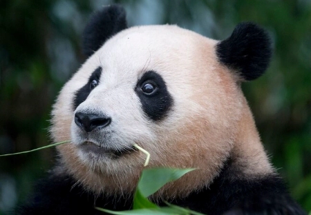 강철원 사육사 모친상 불구하고 푸바오 중국 동행 이유