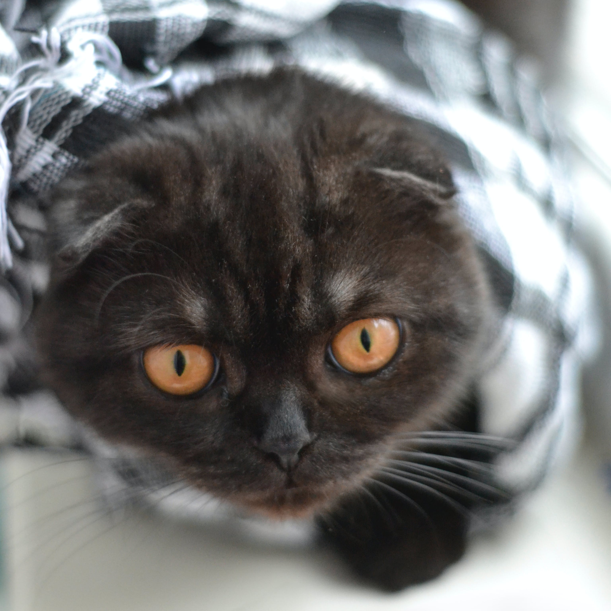 스코티시 폴드 종류