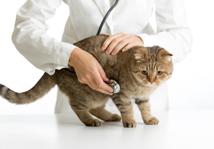 진찰을 받는 고양이.