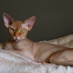 고양이-품종-17가지-종류-완벽-총정리