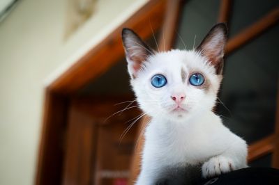 고양이 수명