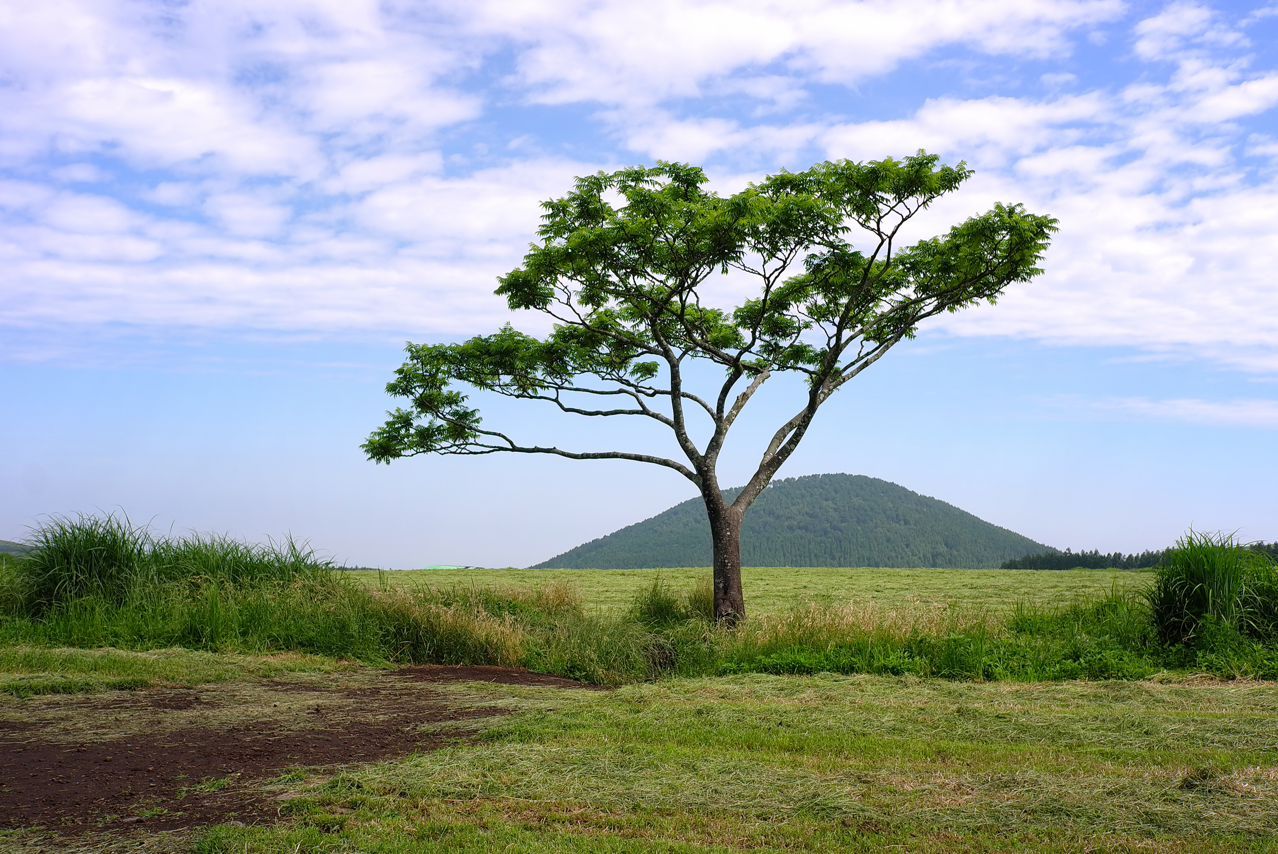 제주도 나홀로나무 새별오름 왕따나무 무료이미지