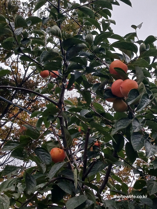 가을빛 나무 사이로 감이 풍성하게 달린 감나무 전경, 항산화 효능을 상징하는 자연 풍경