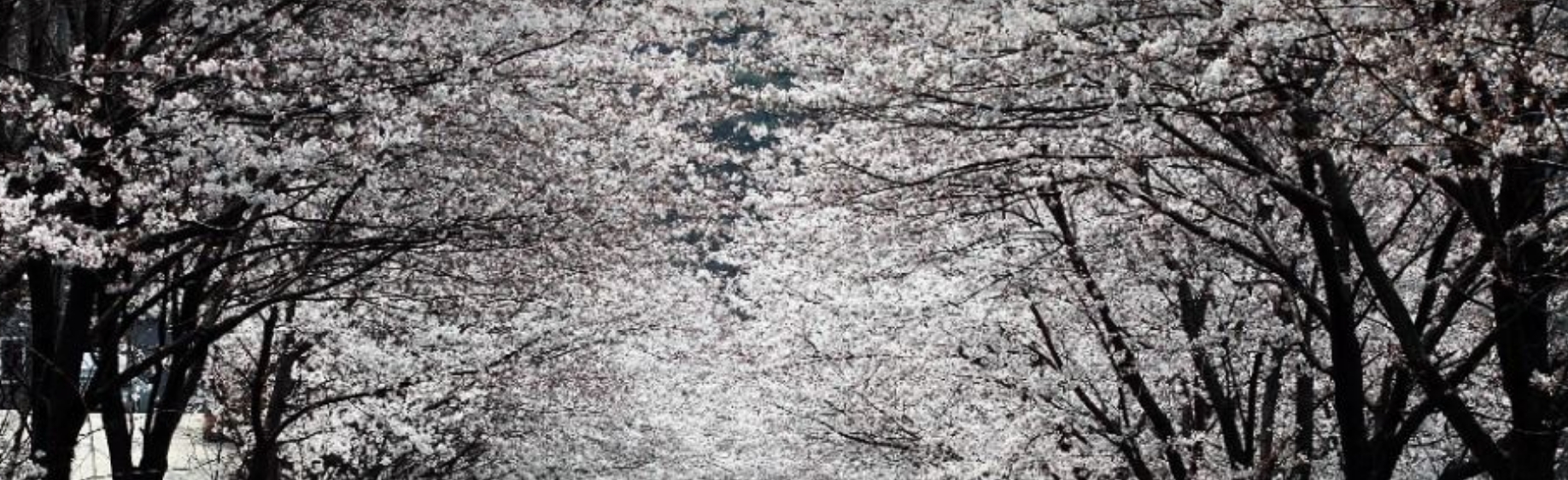 서울·경기 벚꽃캠핑장 추천 ❘ 봄날 감성 가득한 캠핑 명소 6곳