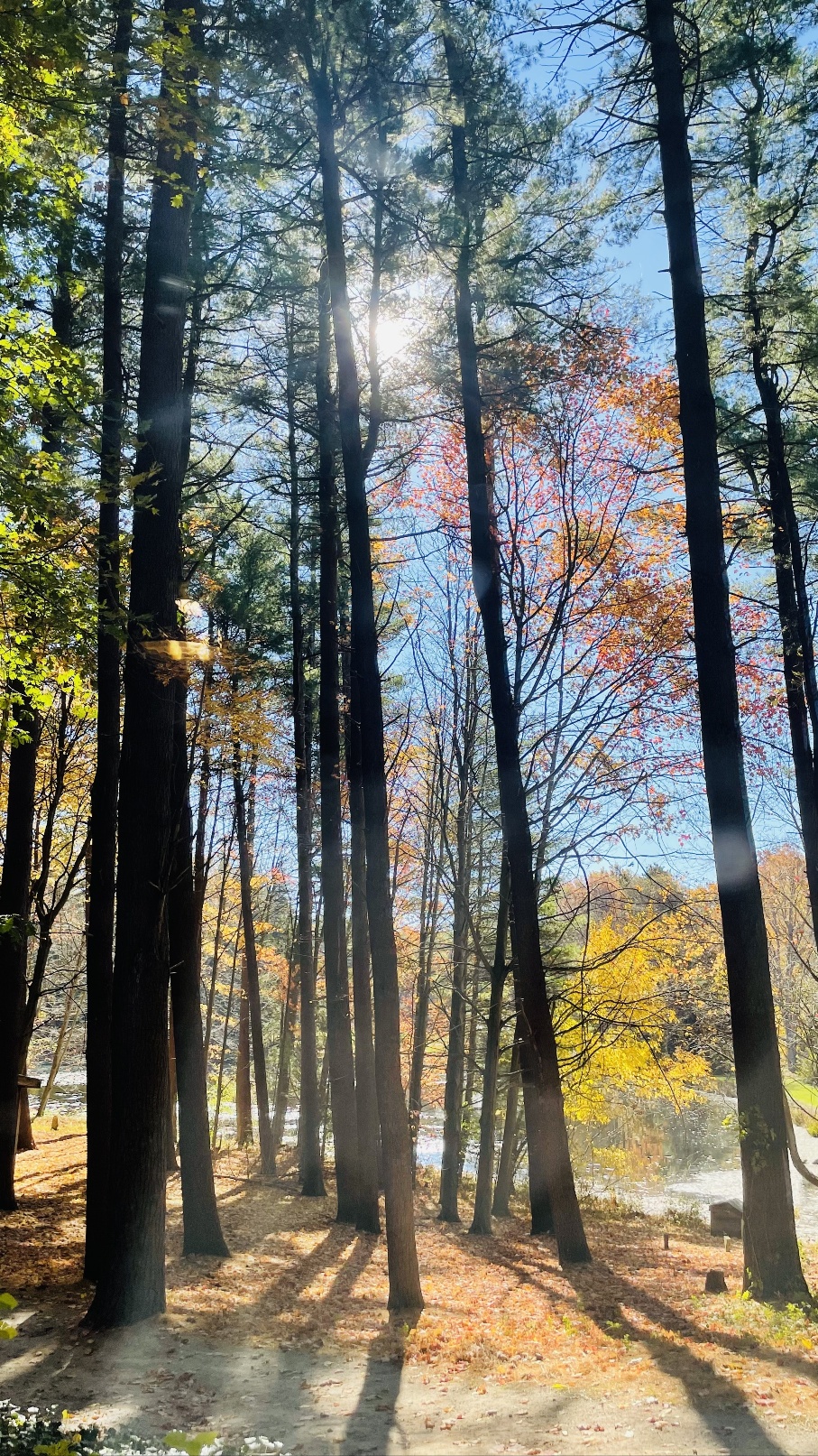 산책로, 나무