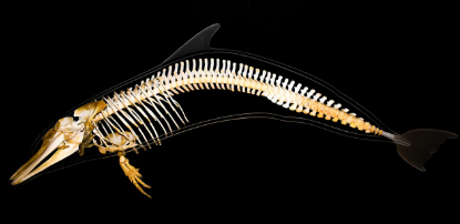 데본기 어류의 적응 방식