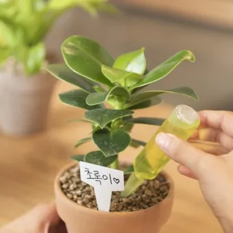 실내식물 초보 체크리스트 물주기 빛 습도 분갈이 한눈에 정리_3