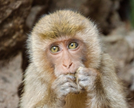 원숭이두창 바이러스 엠폭스(MPOX), 초기증상, 수포, 후유증, 치사율, 예방접종 등