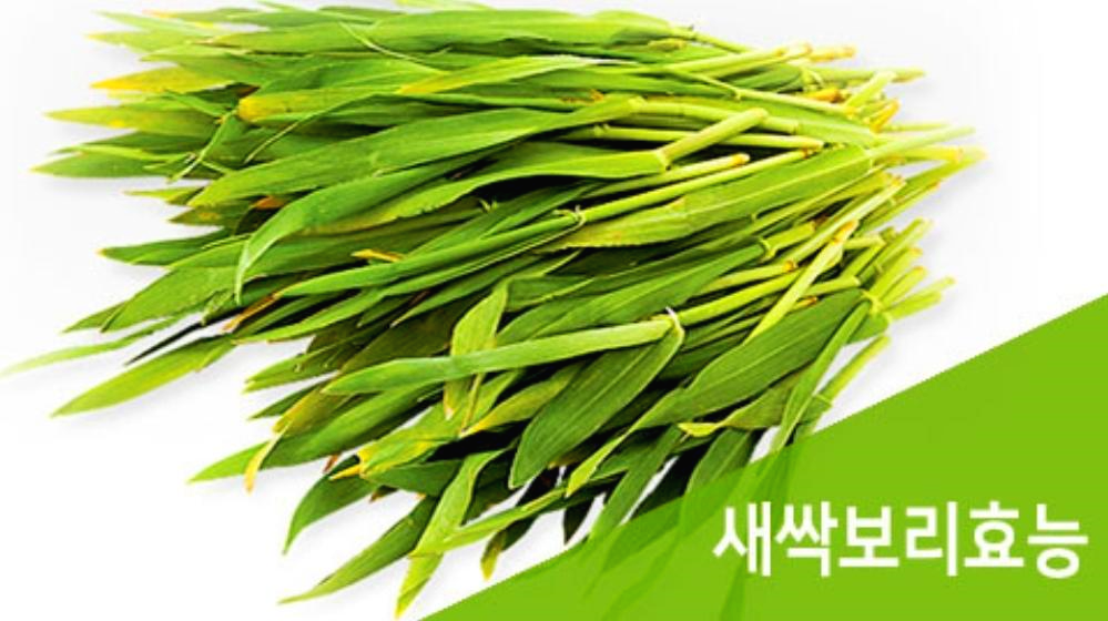 새싹보리 효능