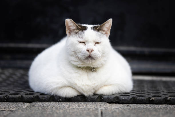 고양이 다이어트 식단 조절