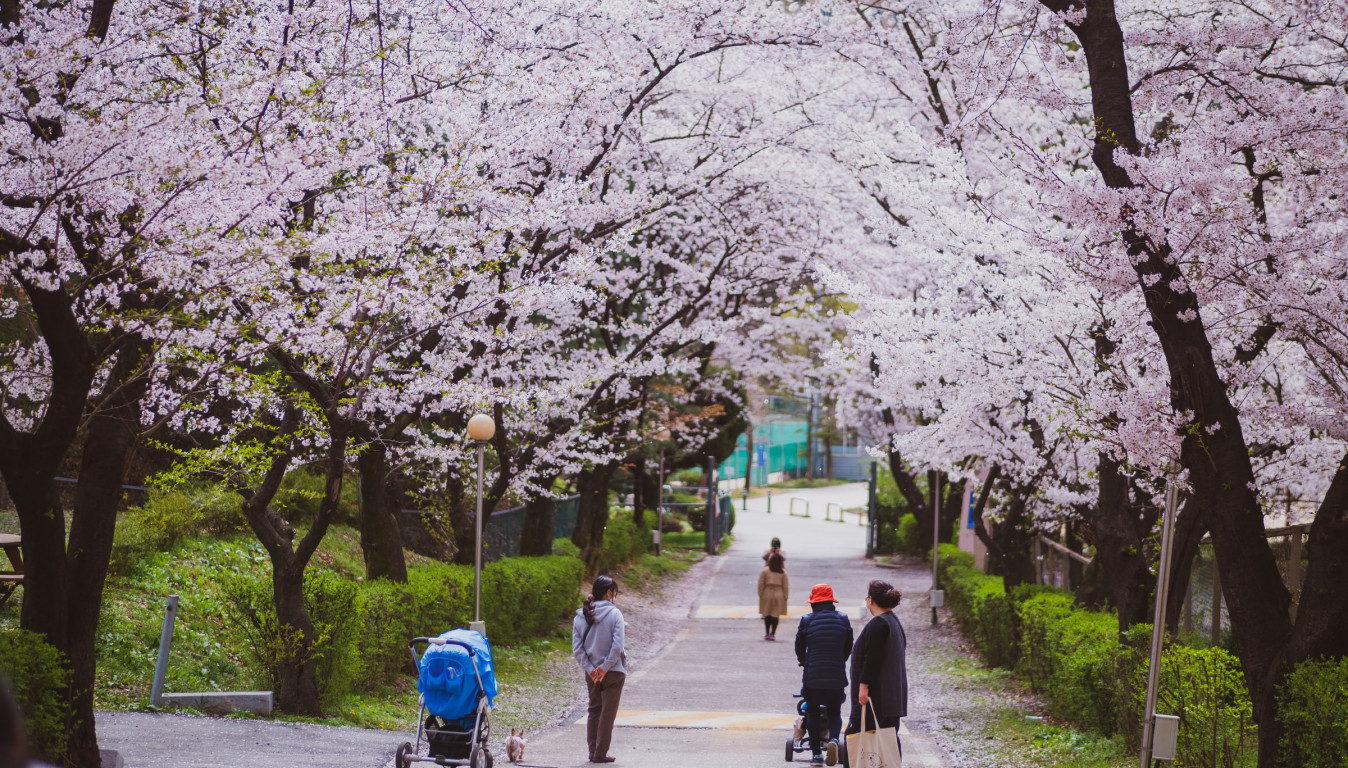 벚꽃 성지&amp;#44; 진해 군항제! 경화역&bull;여좌천 필수 코스 가이드
