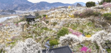 광양매화축제 일정 입장료 행사 주차장 무료셔틀버스 맛집 숙소