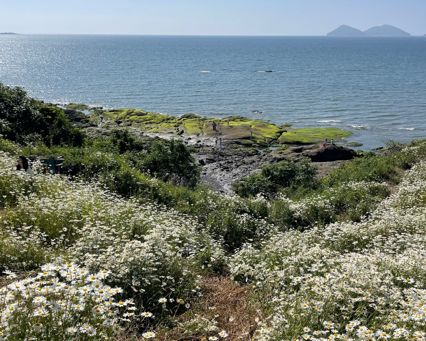 전북 부안 샤스타데이지 명소