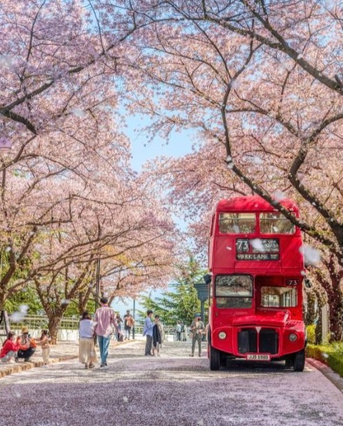 벚꽃 나들이 이월드 블라썸 피크닉
