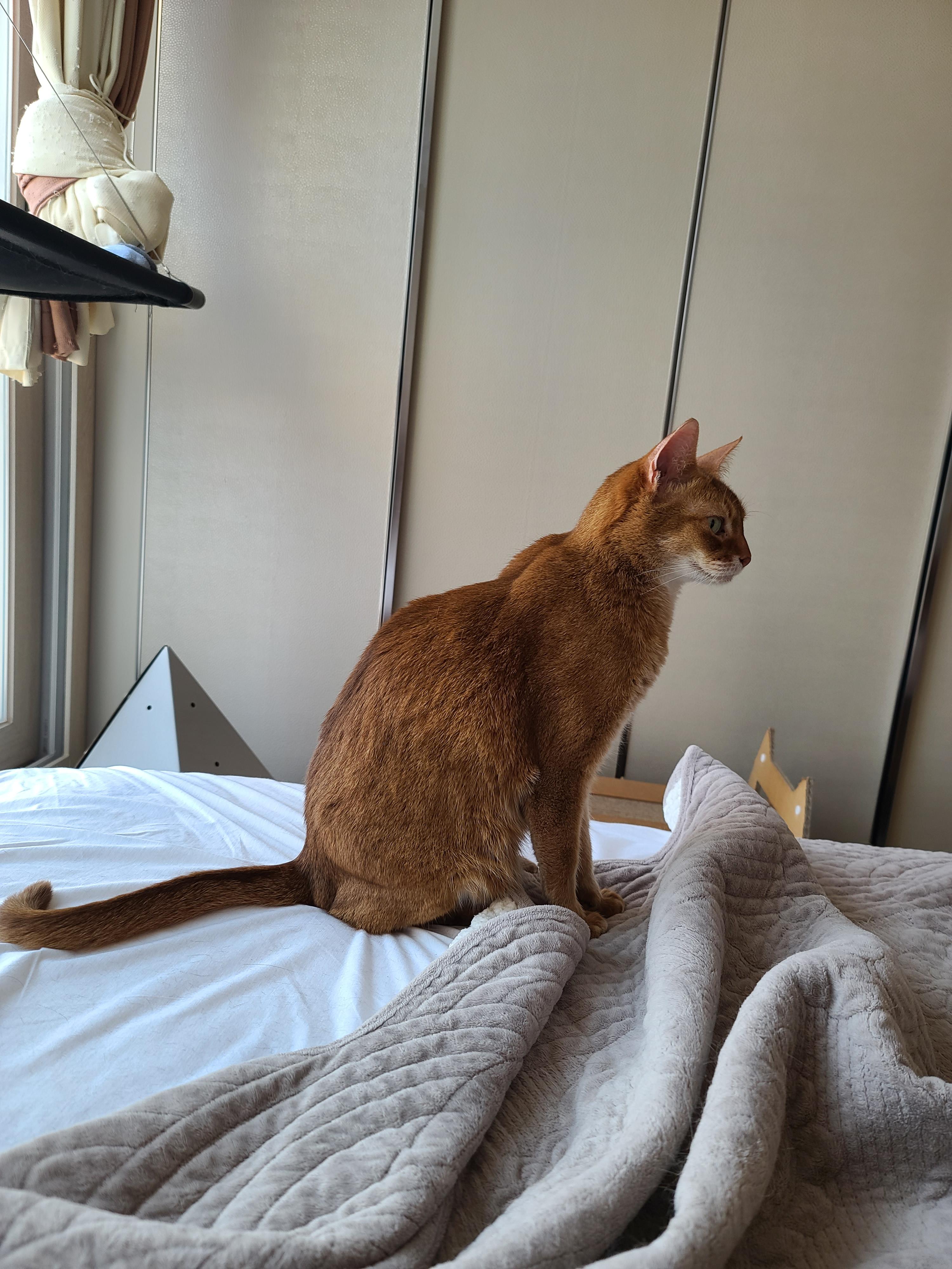 침대패드 어질러 놓고 기분좋아서 뒹굴거리던 루나. 갑자기 경계태세!