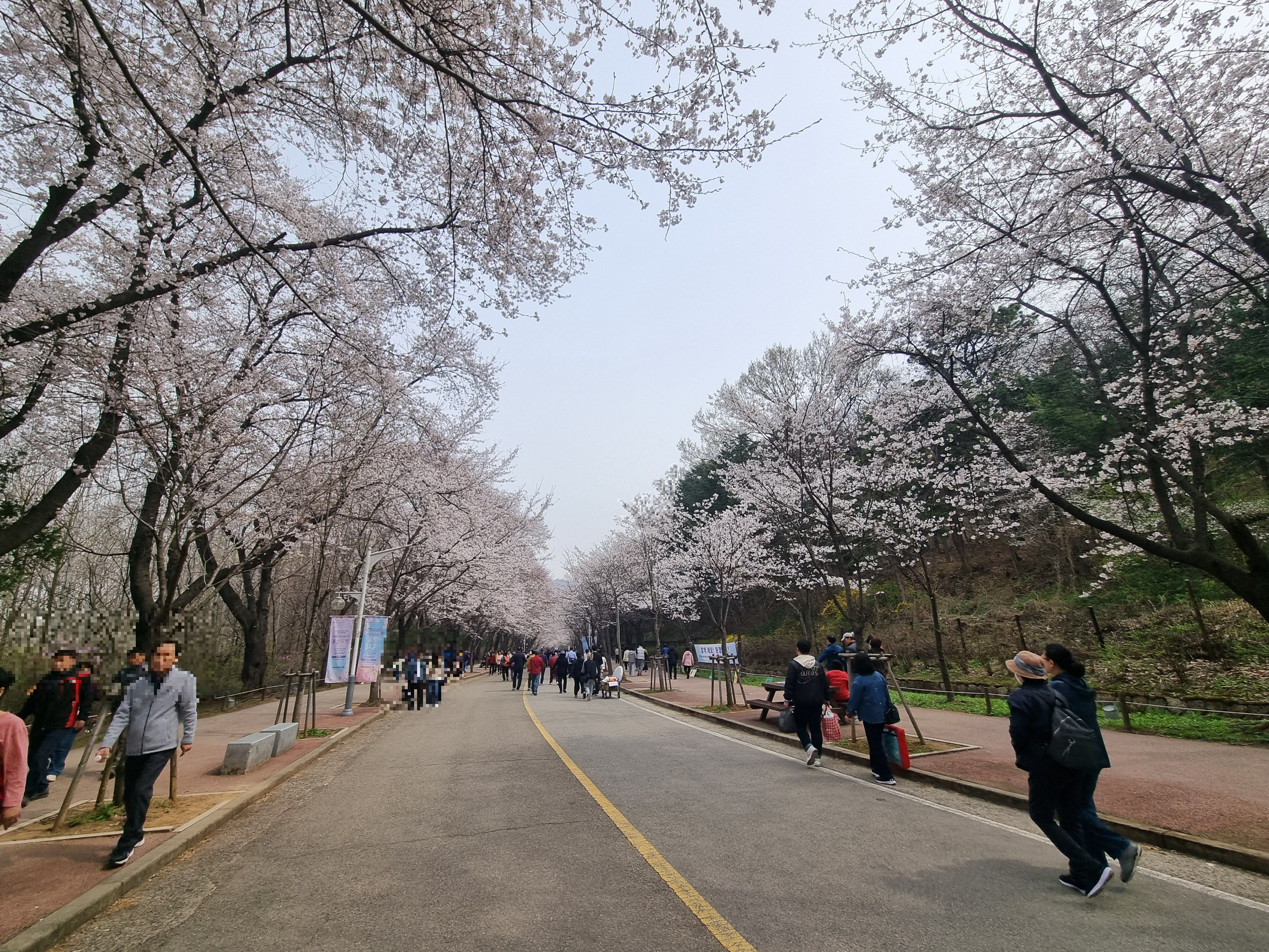 인천대공원벚꽃길