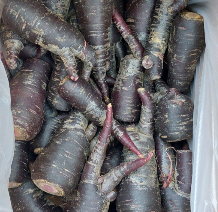 자색당근-삼색당근