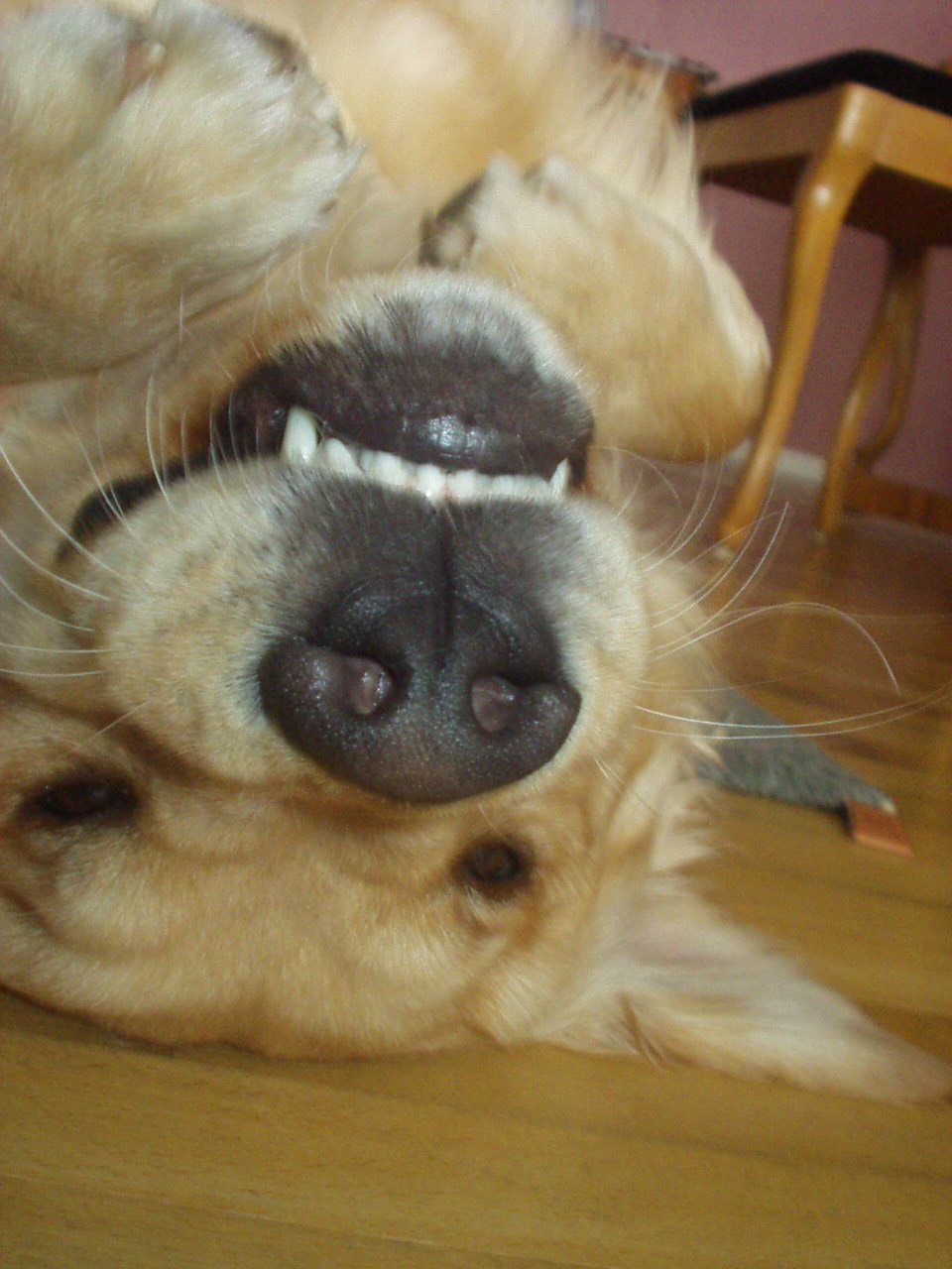 강아지 장염 관련 사진