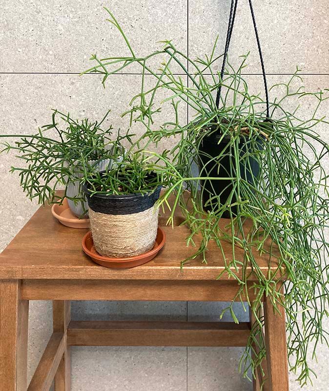 립살리스 프리카룸_번식