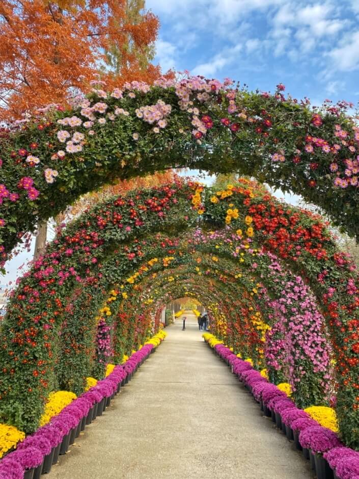 삼천만송이 국화4